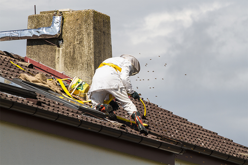 Bee Pest Control in Bury Greater Manchester
