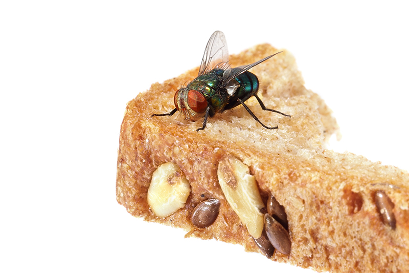 Fly Pest Control in Bury Greater Manchester